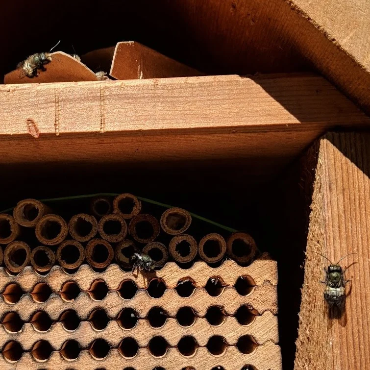 Mason bees emerge from their cocoons and warm in the sun