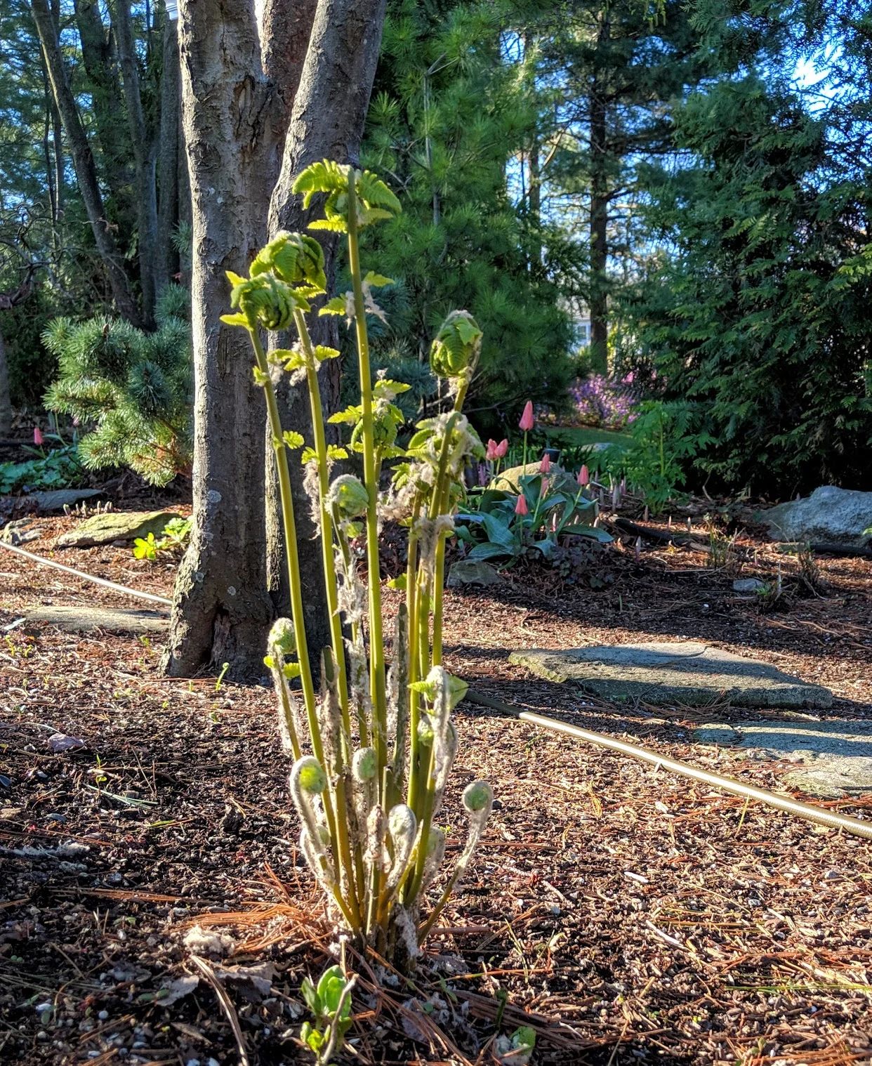 Bug’s-eye view of fiddleheads unfurling