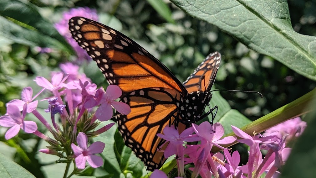 Monarch Madness: From caterpillar to pupa to butterfly