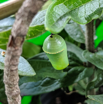 Monarch pupa on Asclepias tuberosa (milkweed)