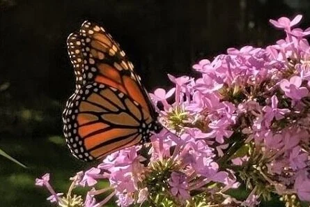 Female Monarch approves of phlox ‘Jeana’, a new addition to the “patio” garden this year.