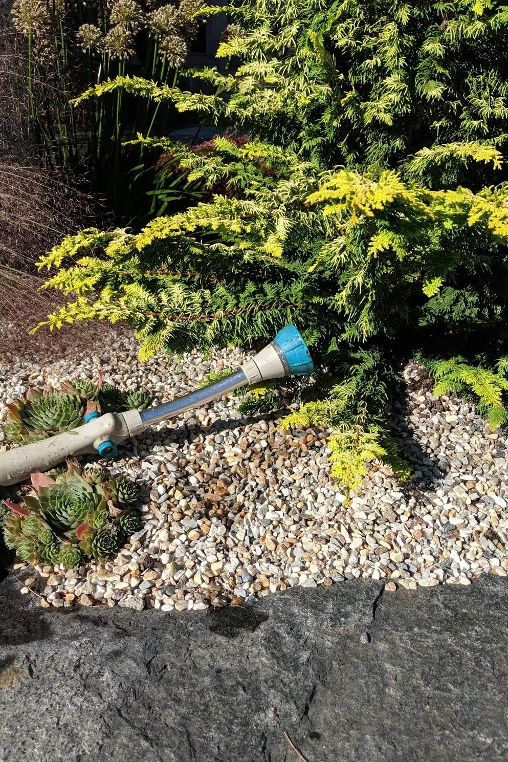 Newly planted gold fernspray chamaecyparis receives regular supplemental watering in the gravel garden.