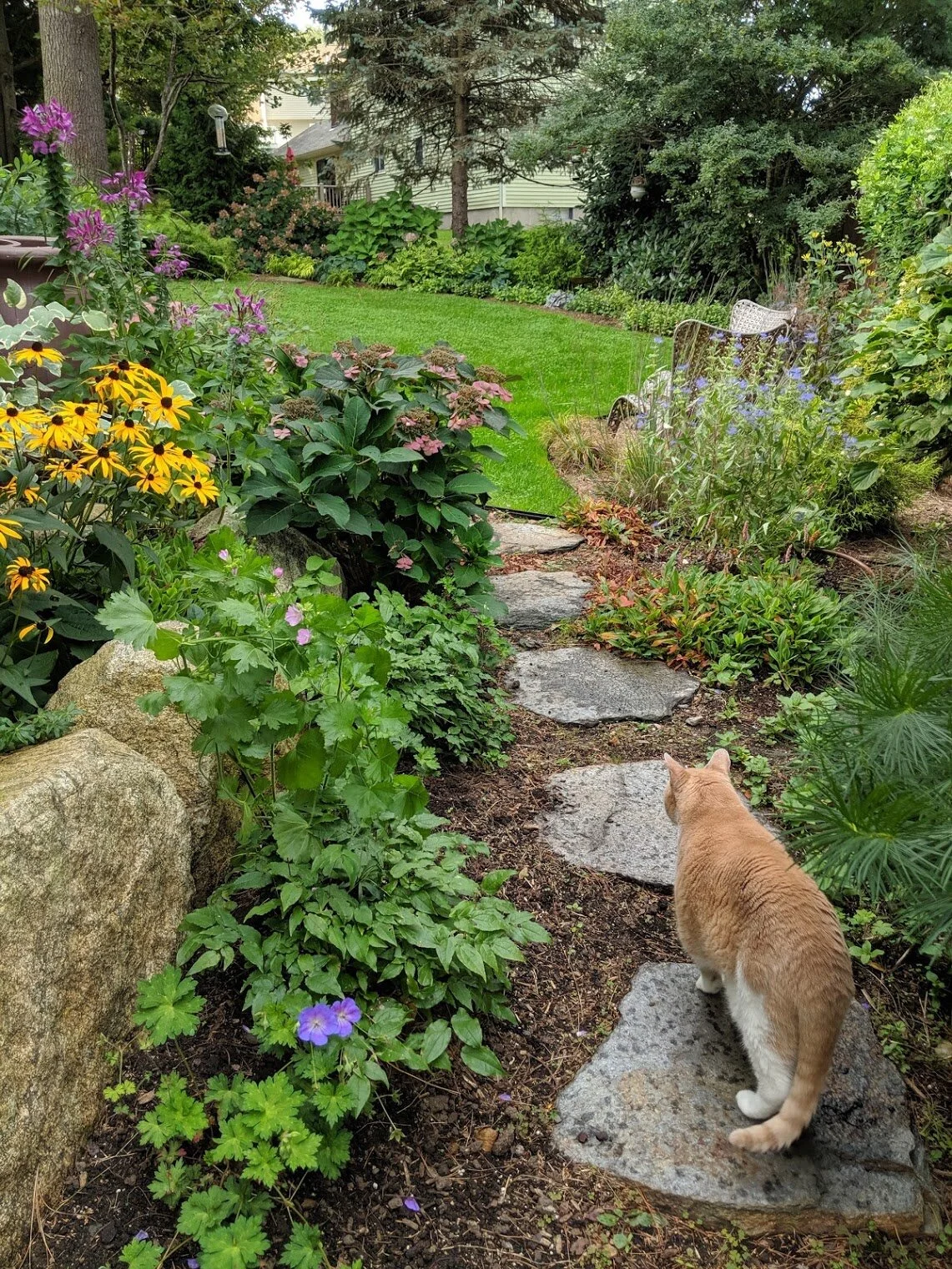 Harry loves mornings in the garden