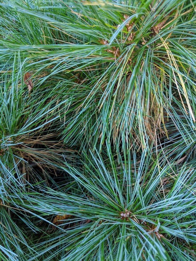 'Merrimack' white pine