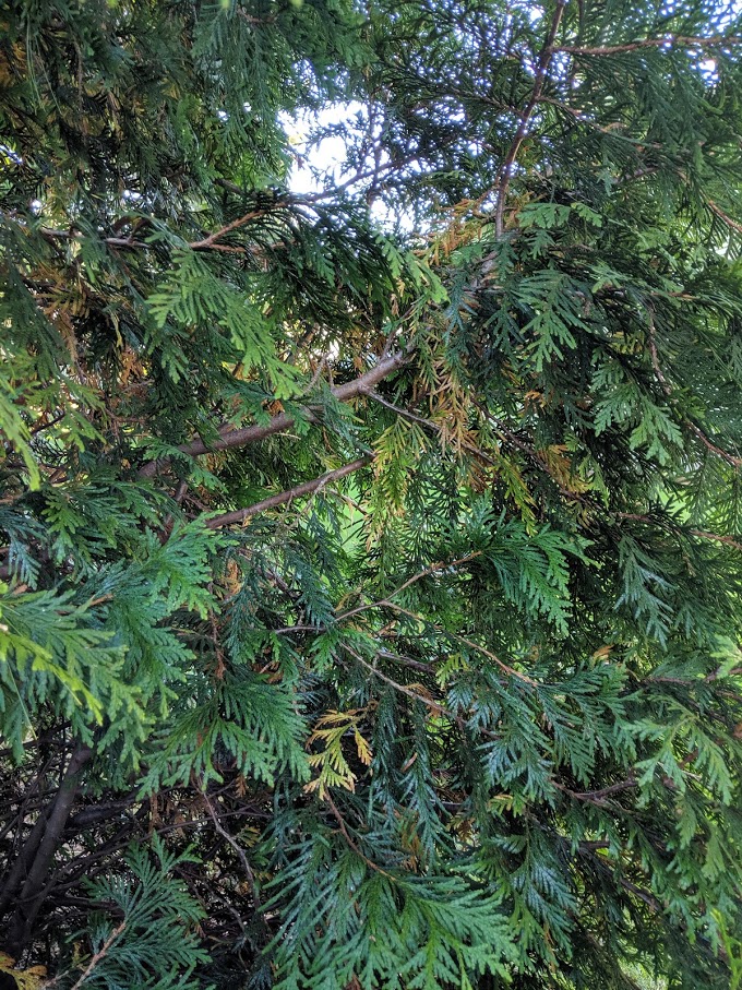 'Green Giant' arborvitae