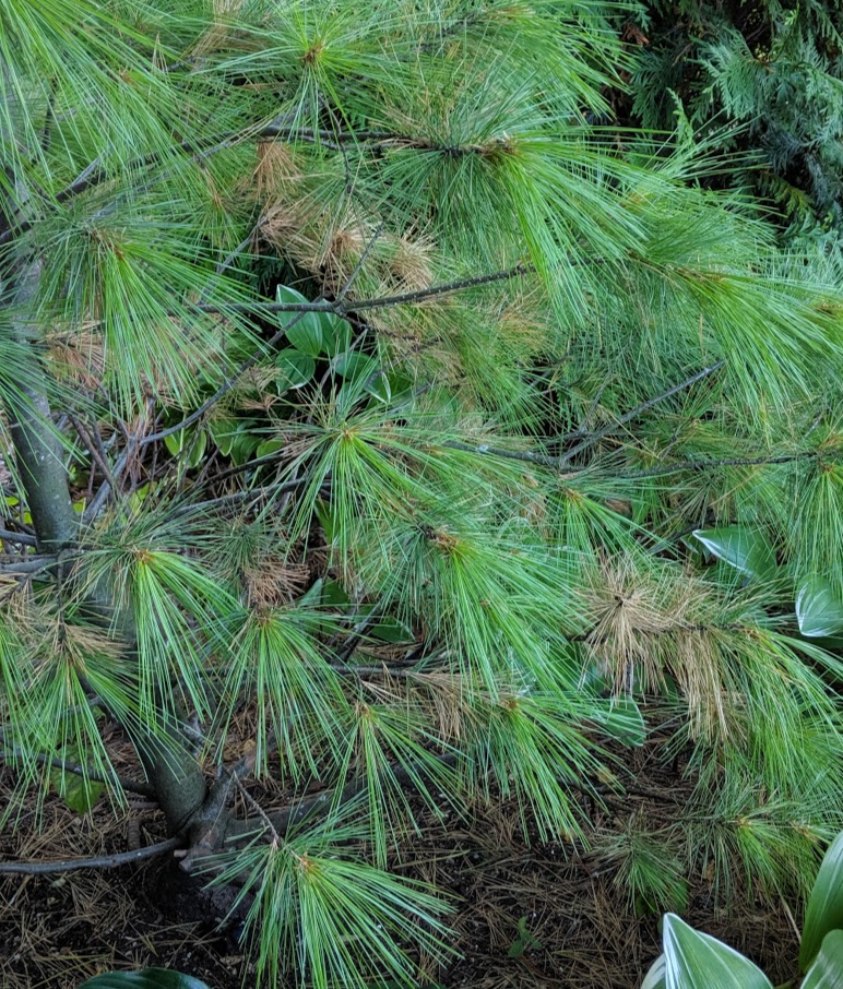 'Louie' white pine