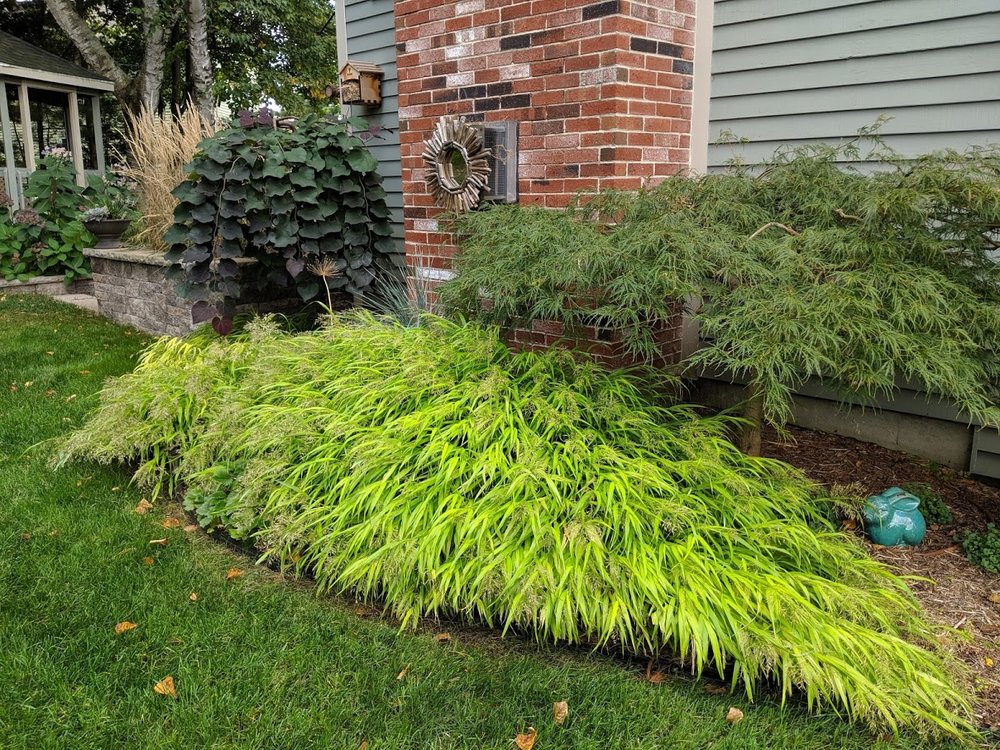 Hakonechloa 'All Gold' 