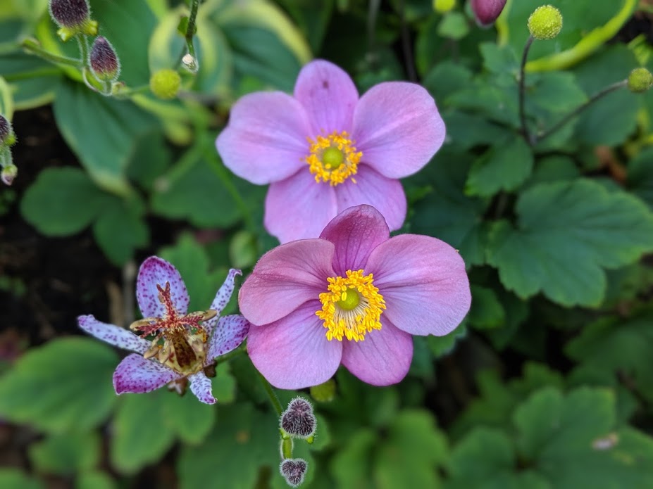 Japanese Anemone