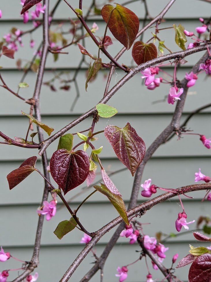 Redbud 'Ruby Falls' transitioning from bloom to leaf
