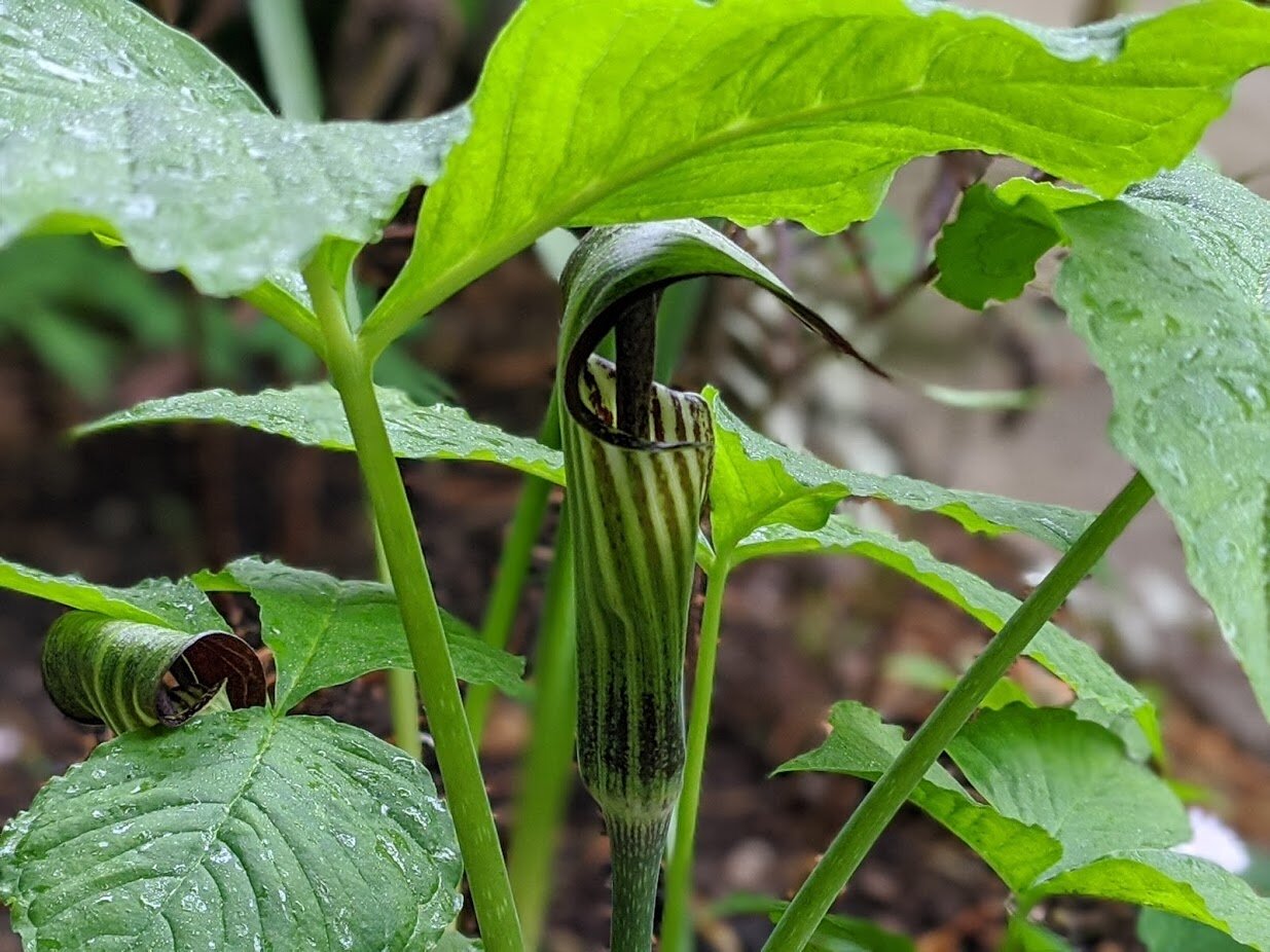 Arisaema 'Jack-in-the-pulpit'