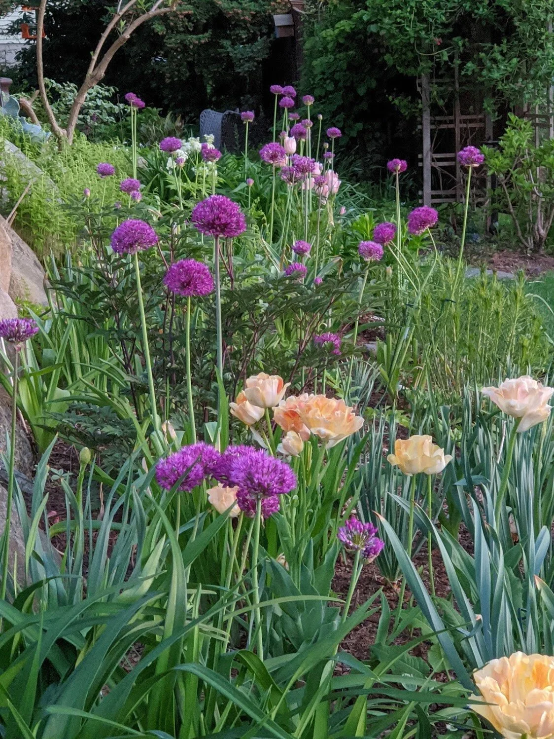 Best Bulbs for Spring Color
