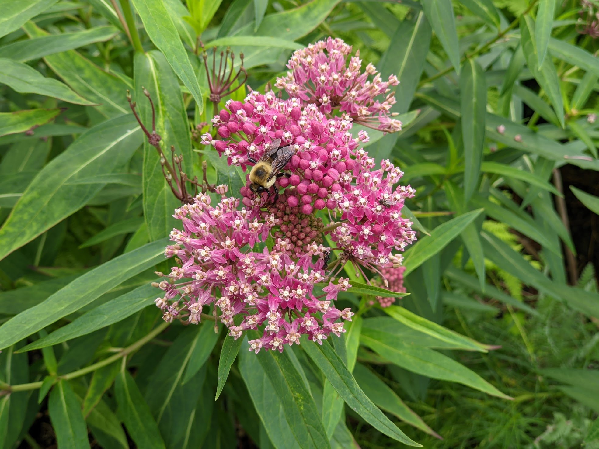 Asclepias | Monarch Host Plant | The Big Little Garden | Nashua, NH