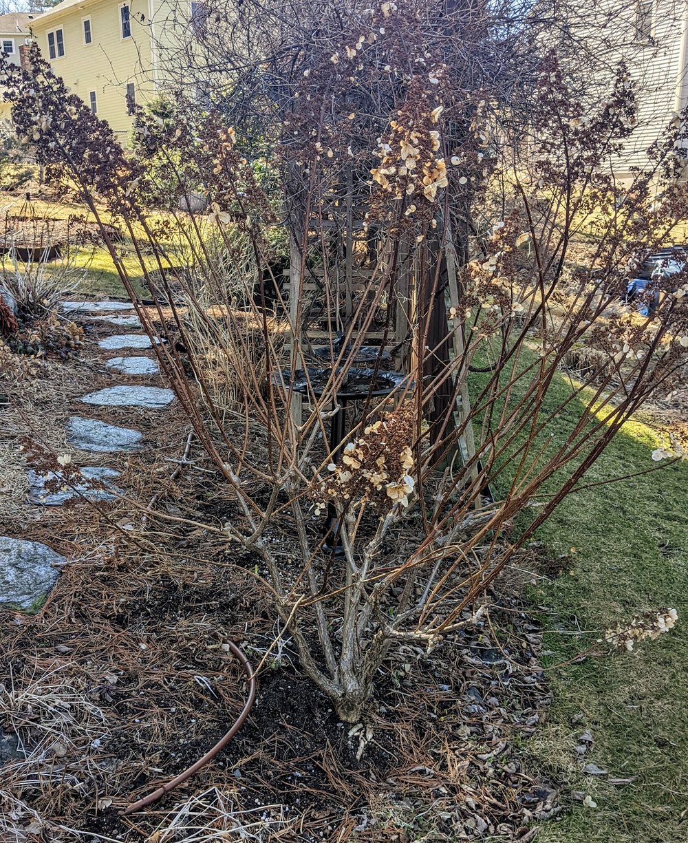 Pinky Winky before pruning 3/16/22