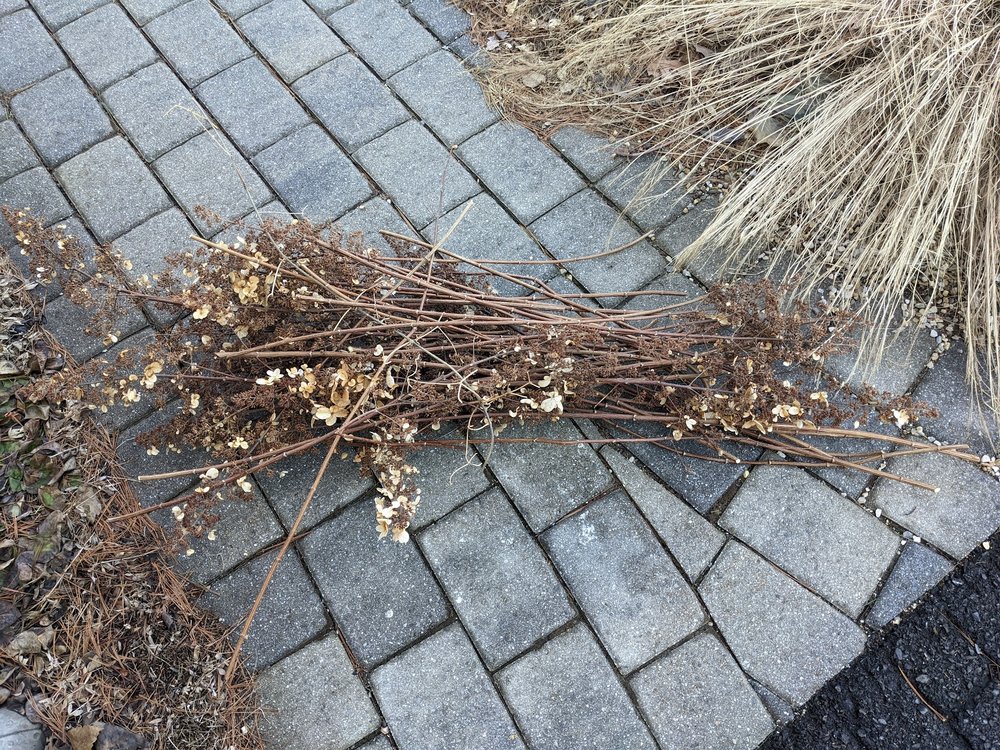 Pinky Winky clippings headed for compost pile