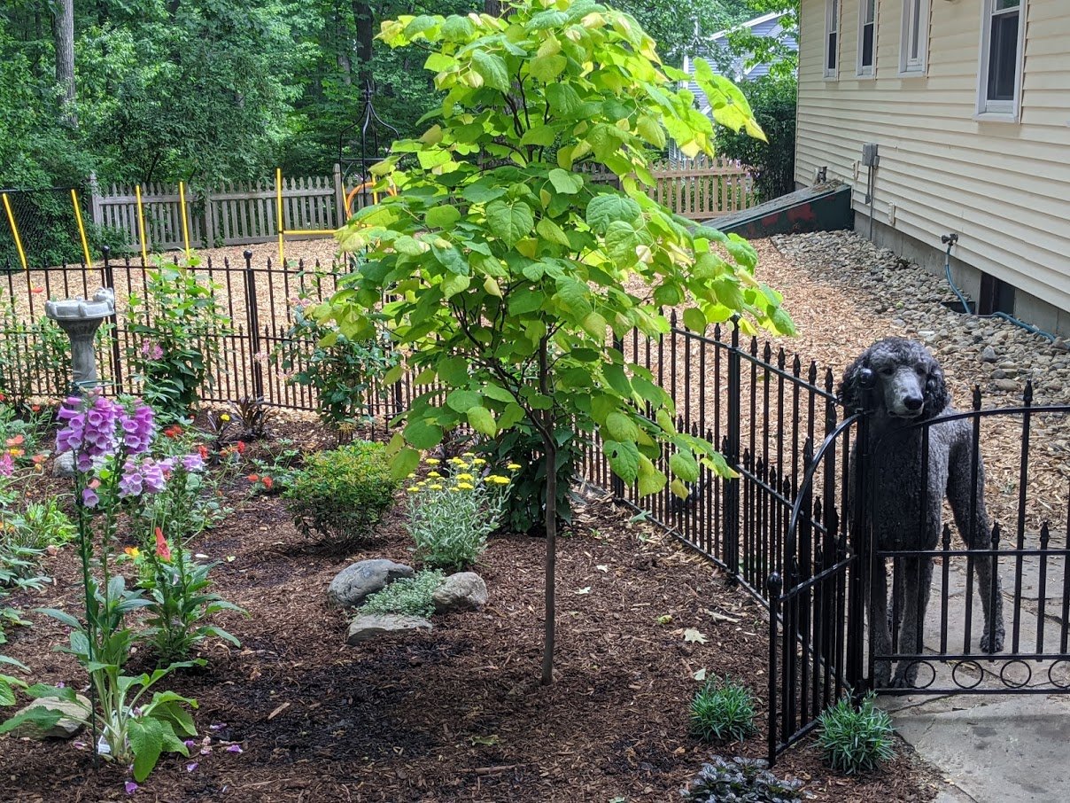 Garden Fence/Grapevine Trellis - Summers Acres