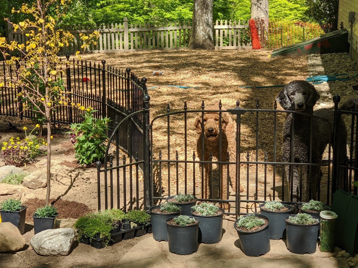 ENRICHMENT GARDENS FOR DOGS — Hedgerow Hounds