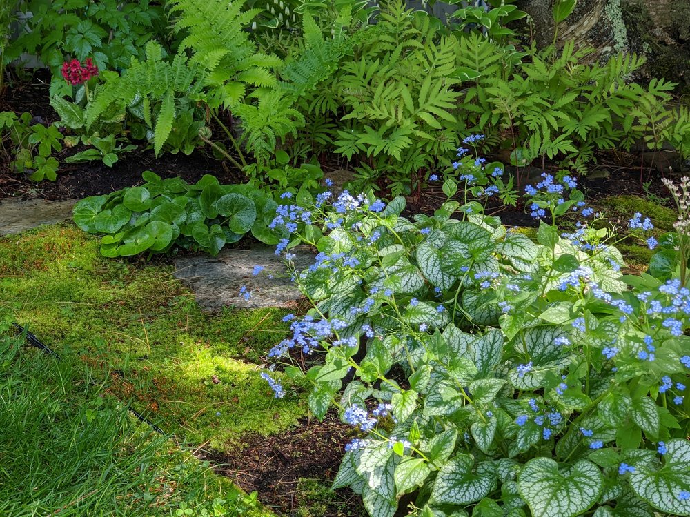 Brunnera and ferns in moss garden