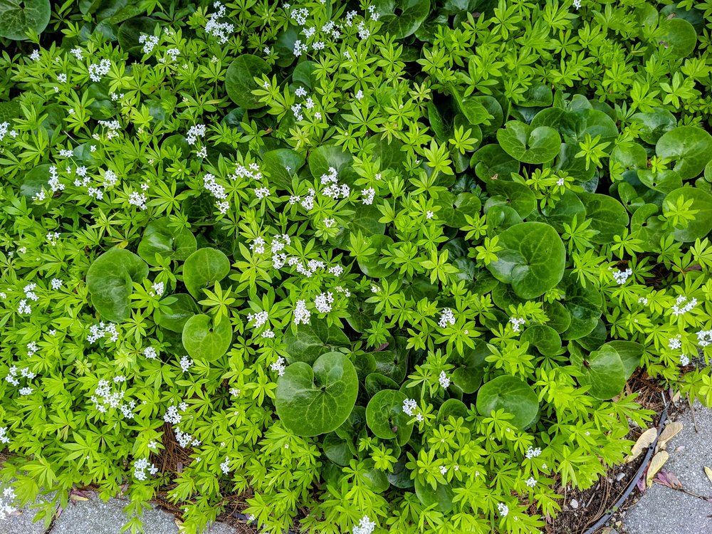 Sweet woodruff blooms and merges with European ginger