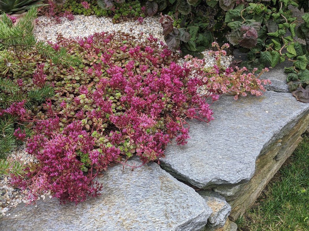 Sedum 'Fuldaglut' covers the rock wall in the gravel garden
