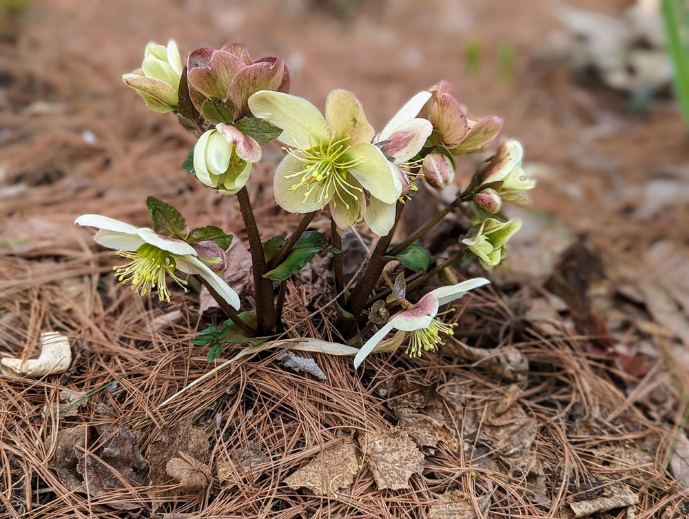 Hellebores 'Candy Love', 4/12/23