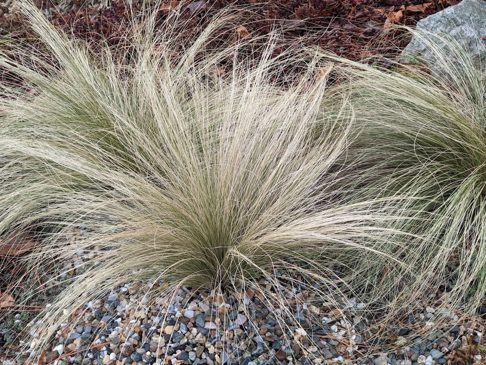 January: stipa tennuisima in the gravel garden