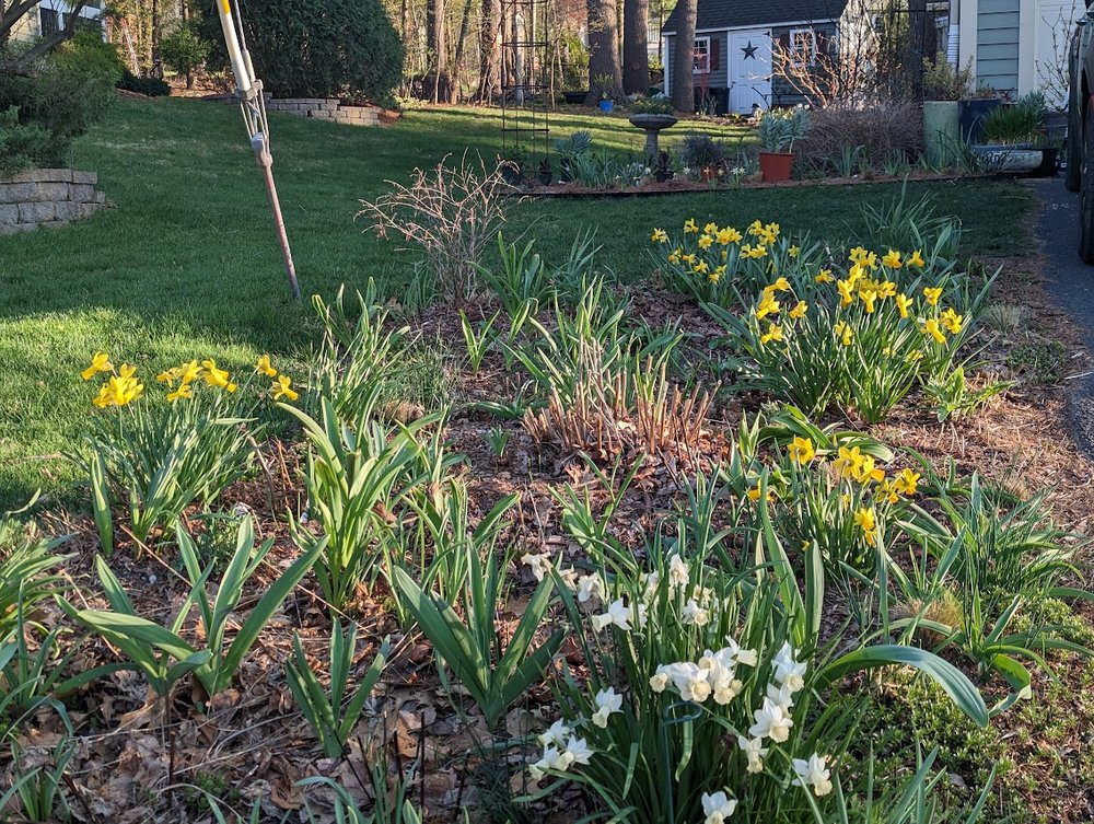 April: clumps of daffodils in mailbox and east bed
