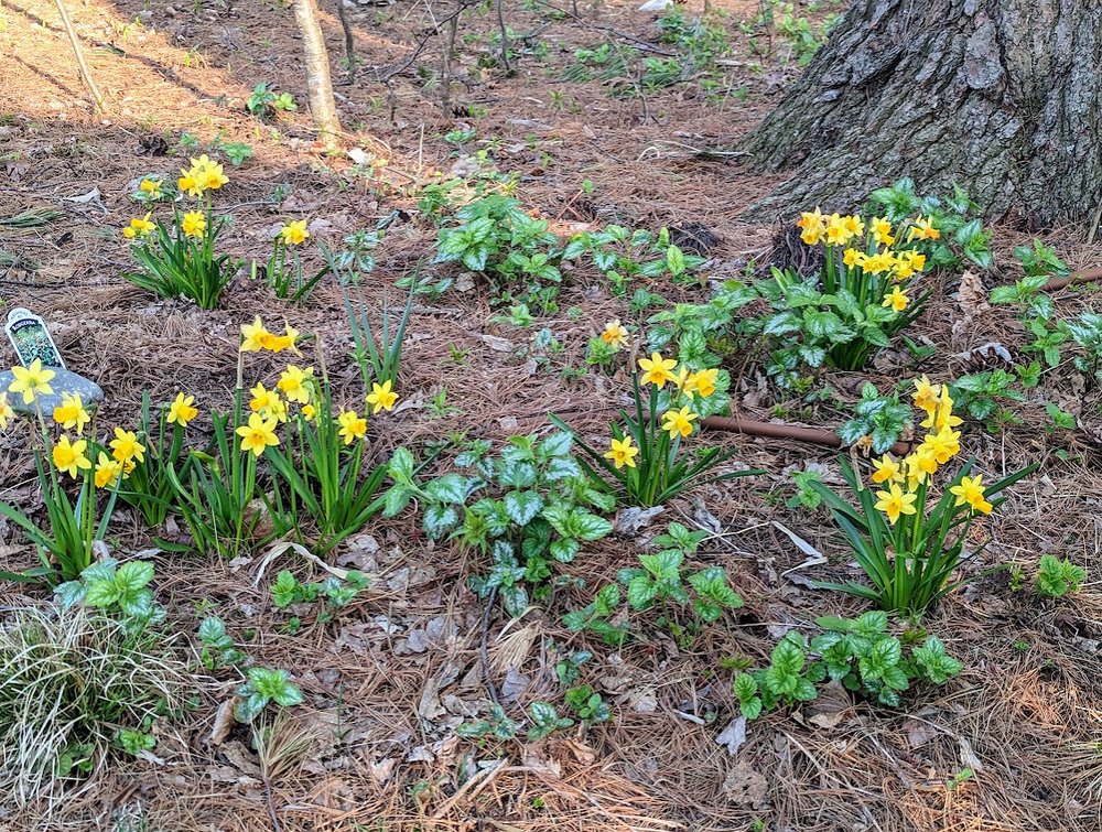April: narcissus edge of woods