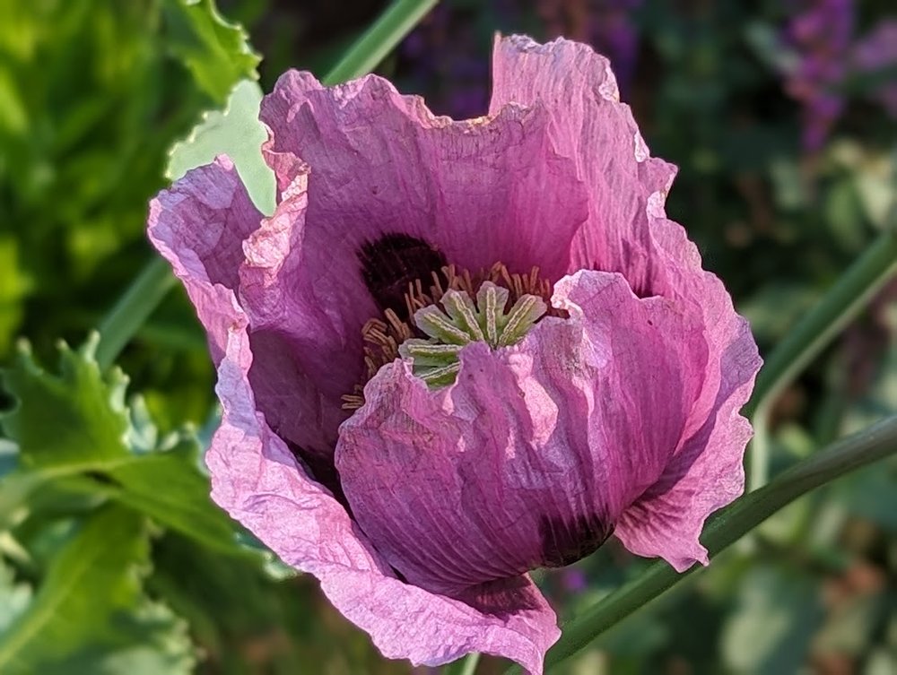 'Hungarian Blue' breadseed poppy
