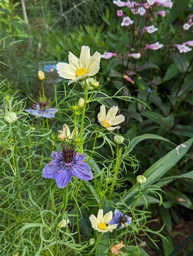Nigella (Love in a Mist) with yellow cosmos