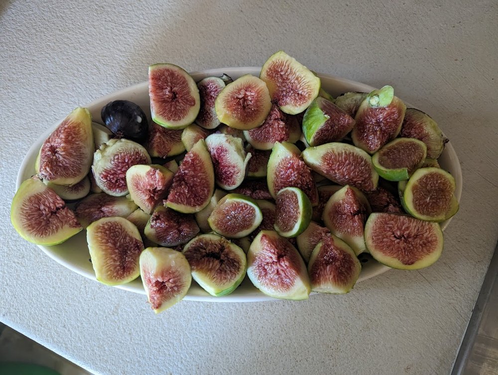 Fresh figs from our trees