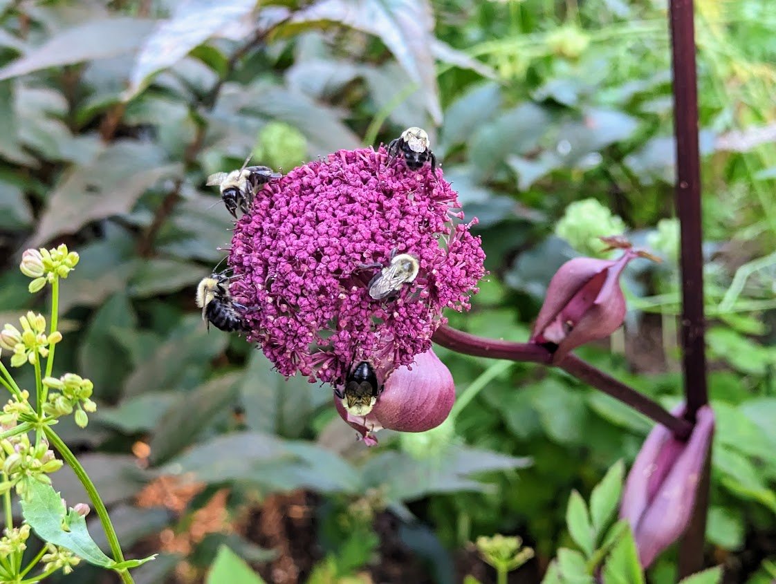 Angelica gigas covered with bumblebees