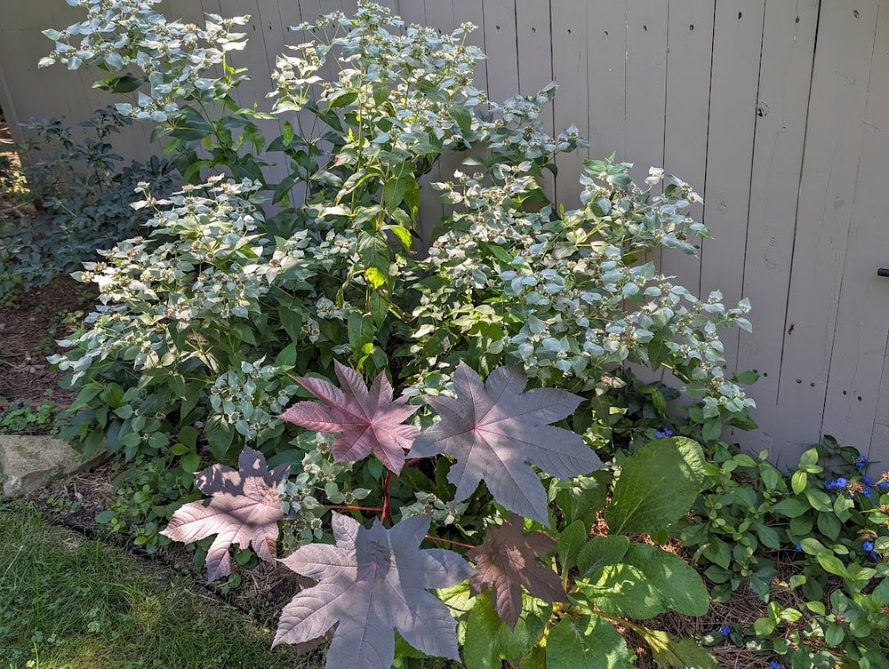 Mountain mint with castor bean plant in fence garden