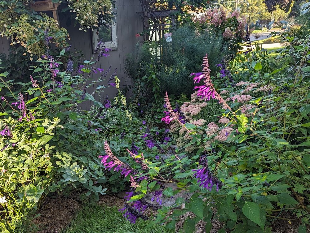 Salvia 'Amistad', foxglove, amsonia, geranium 'Rozanne' engulf the flagstone walkway