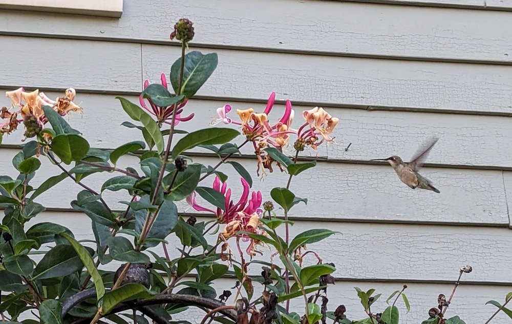 Native honeysuckle is still blooming in west garden and frequented daily by our female hummingbird