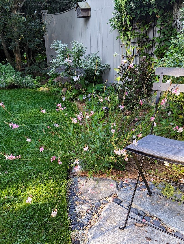 Gaura 'Rosy Jane' in seating area