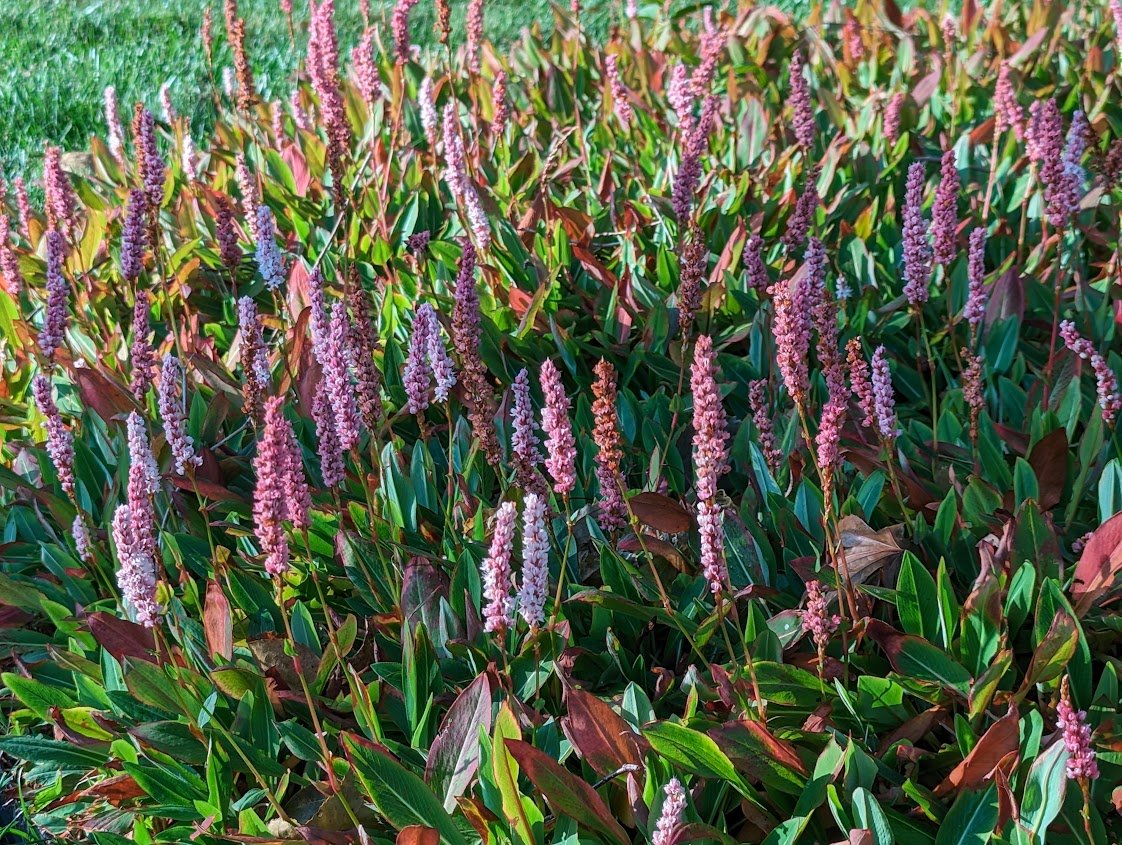 Persicaria 'Dimity', aka dwarf fleeceflower is the perfect groundcover under the Japanese maple