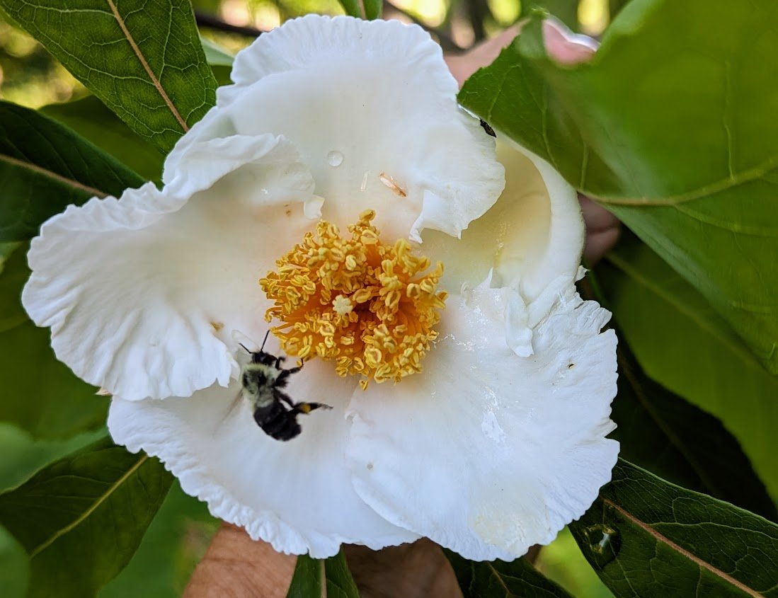 Franklinia tree bloom with bumblebee