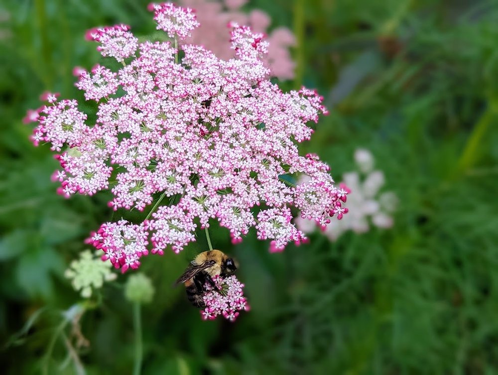 Dara/wild carrot umbellifer with bumblebee