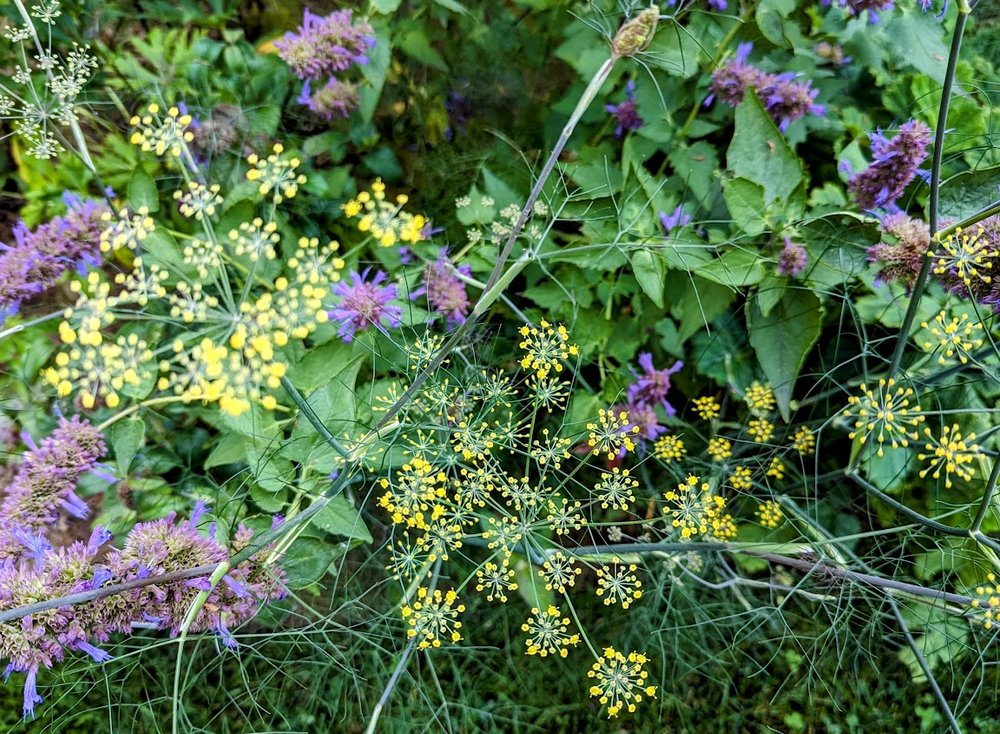 Bronze fennel umbellifers mingle with purple spikes of agastache 'Blue Boa'