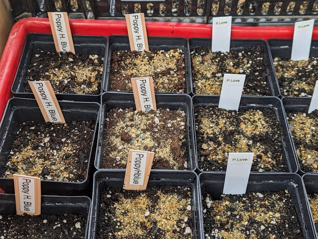 Winter Seed Sowing | The Big Little Garden | Nashua, NH