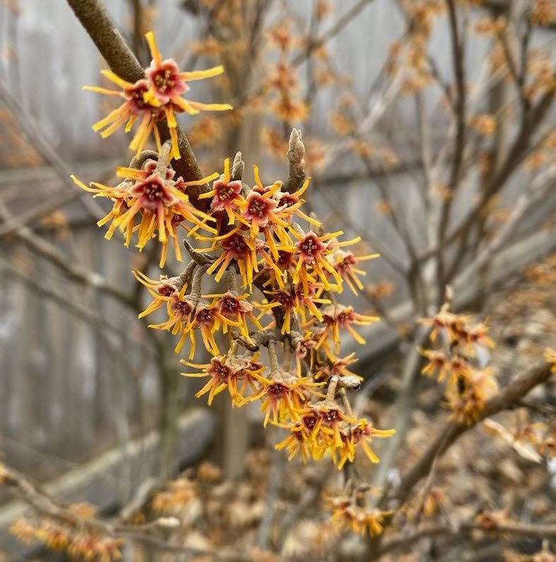 observing, pruning, cleaning &amp; planning!