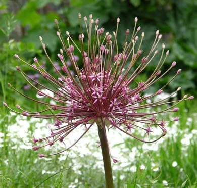 Free Bulb Planting Workshop