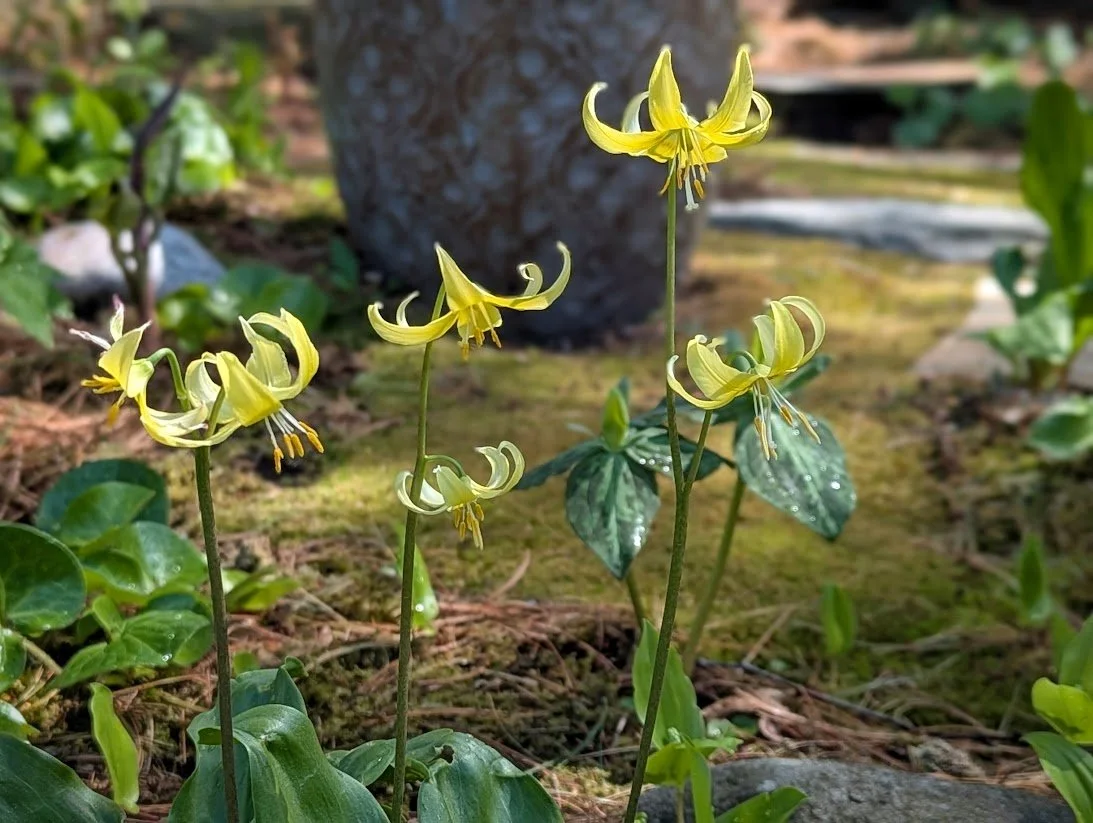 Magical, Mystical Moss: Woodstock, VT Garden Club