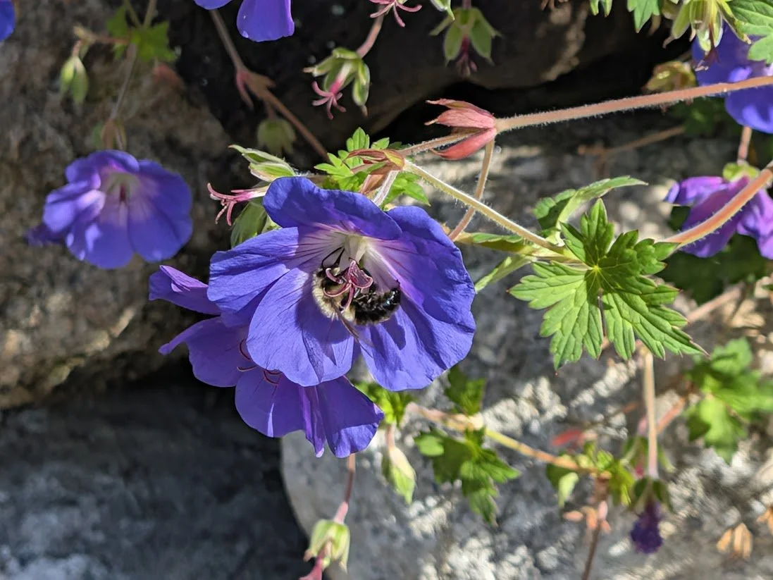 2026-10-21_rozanne-bumblebee.jpg