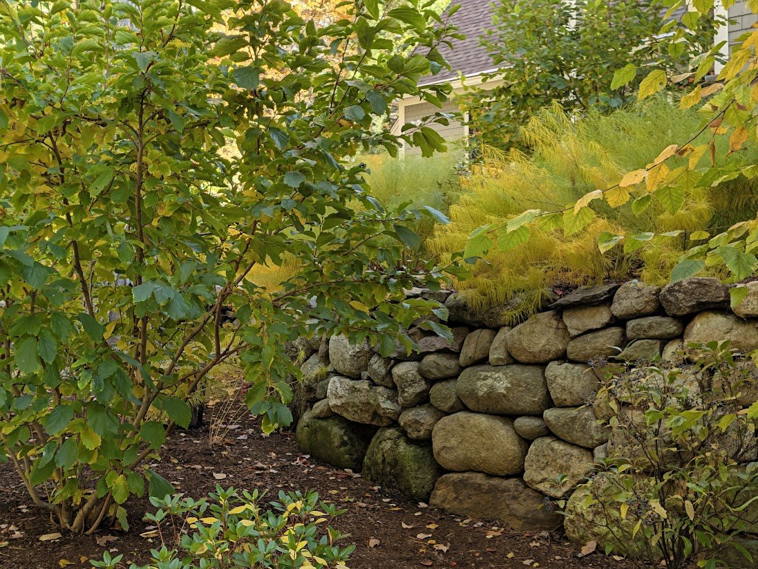 2026-10-21_amsonia-hamamelis-baboosic-lake.jpg