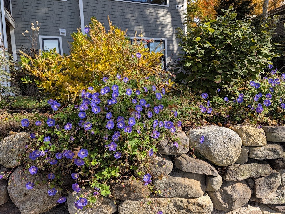 2026-10-21_geranium-rozanne-clethra.jpg