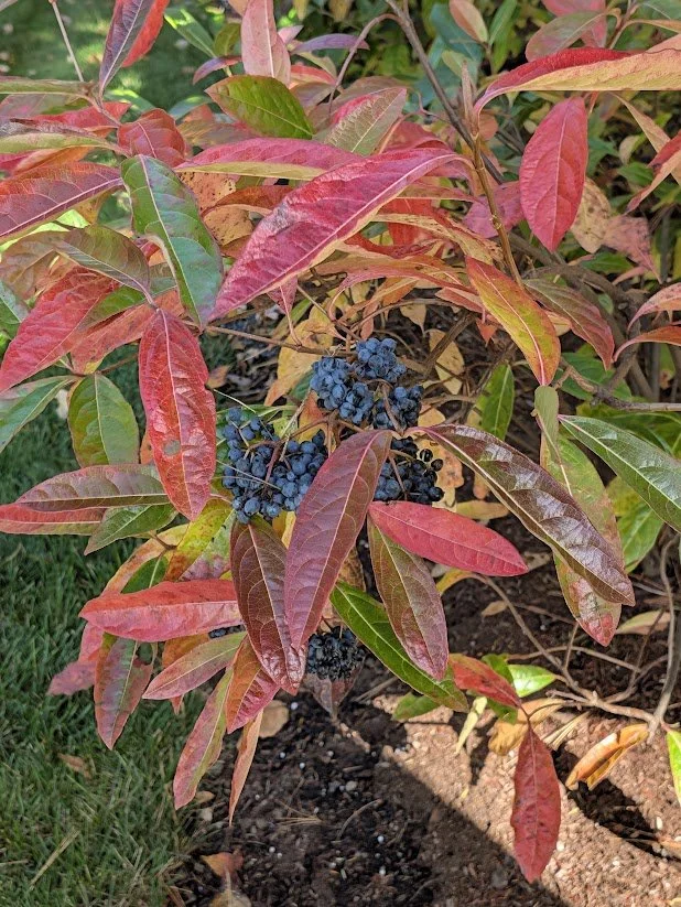 2026-10-21_viburnum-brandywine-foliage-berries.jpg