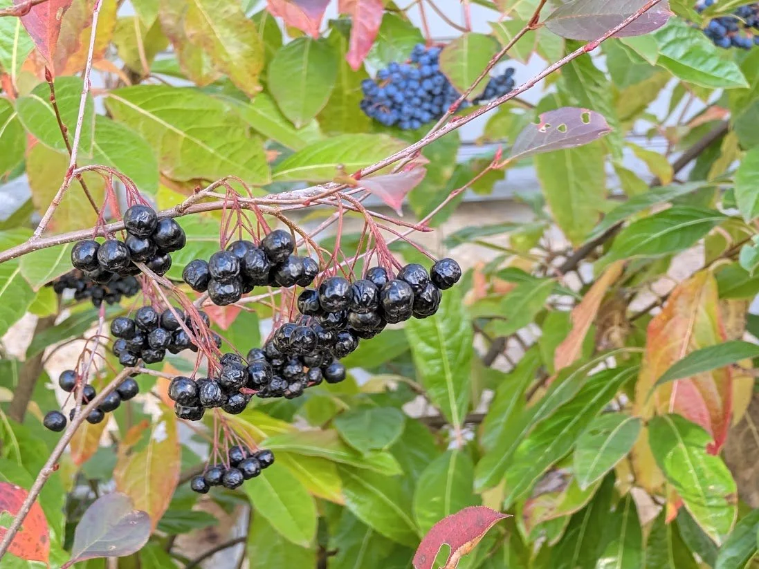 2026-10-21_aronia-berries-viburnum-berries.jpg