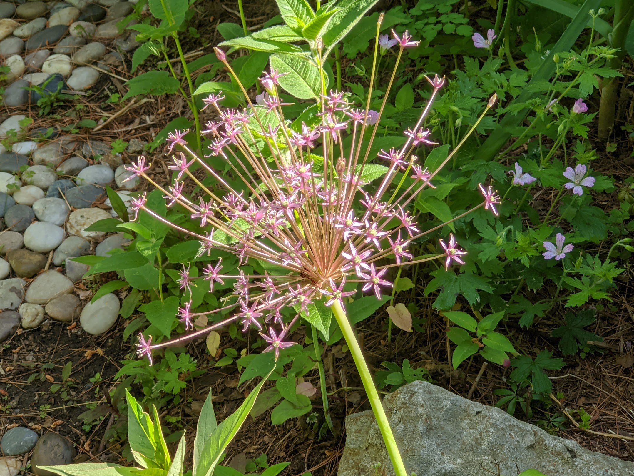 bulb sale, dahlia care, window views, best native shrubs