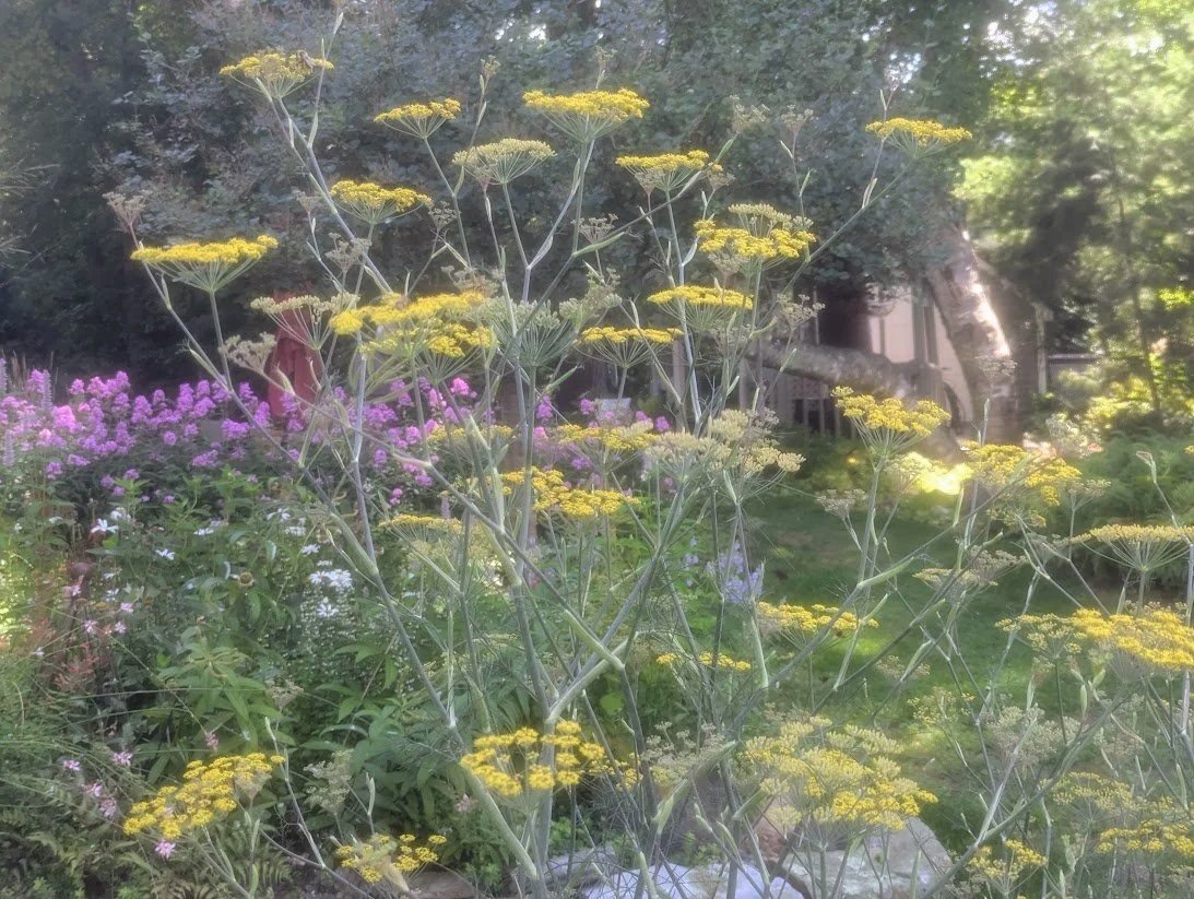 2026-08-08_yarrow-phlox-fountain.jpg